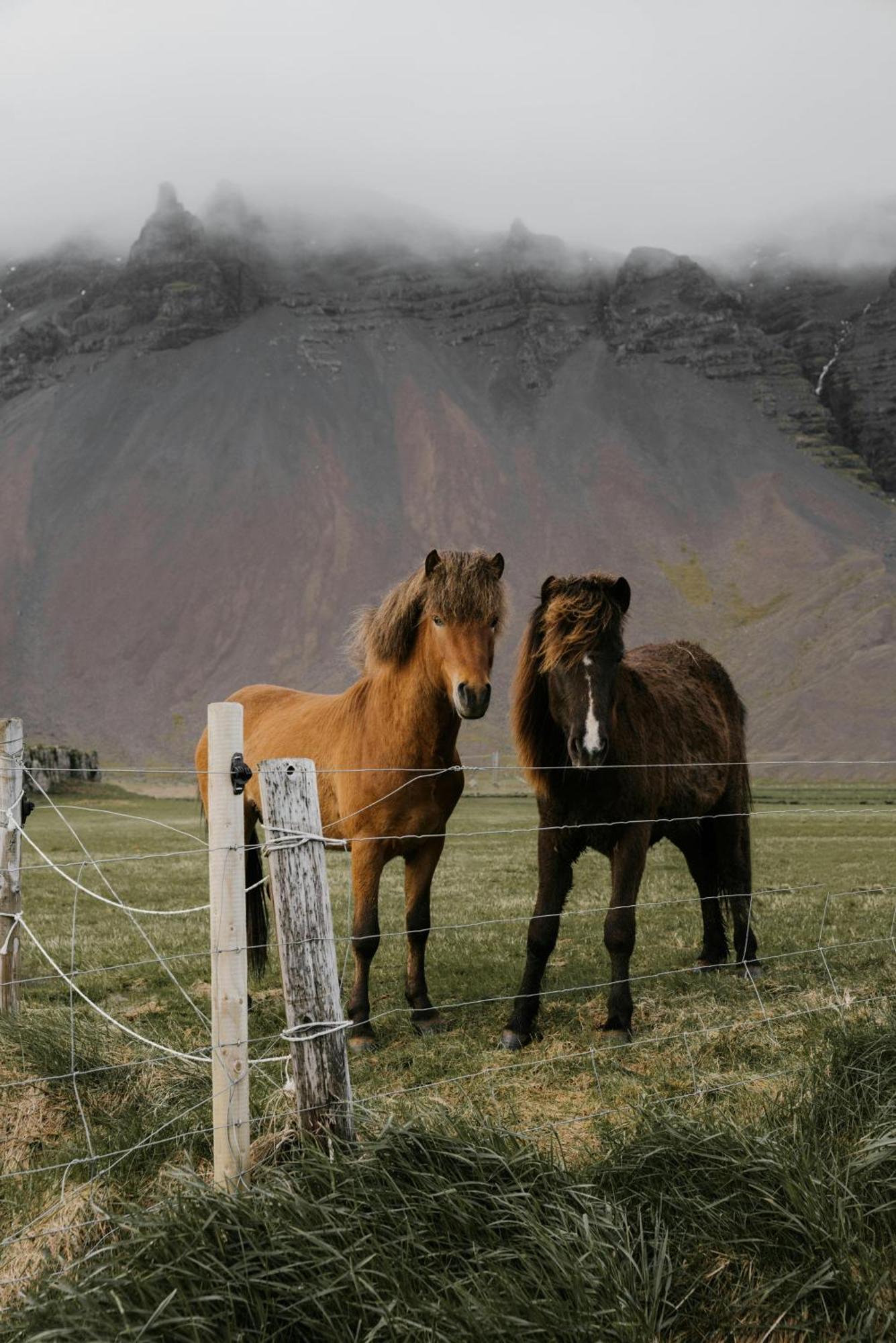 Lara Studio In Laugardalur Valley, Reykjavik Central Park And Botanical Garden, Private Entrance, Free Private Parking On Side Reiquiavique Exterior foto